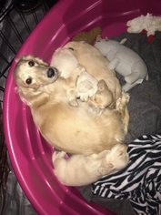 Dachshund Litter for sale in TRACY, CA, USA