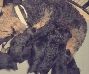 Airedale Terrier Litter for sale in N PARKERSBURG, WV, USA