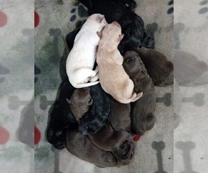 Labrador Retriever Litter for sale in NEWVILLE, PA, USA
