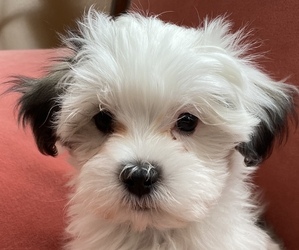 Mal-Shi-Shih Tzu Mix Litter for sale in HASTINGS, MI, USA
