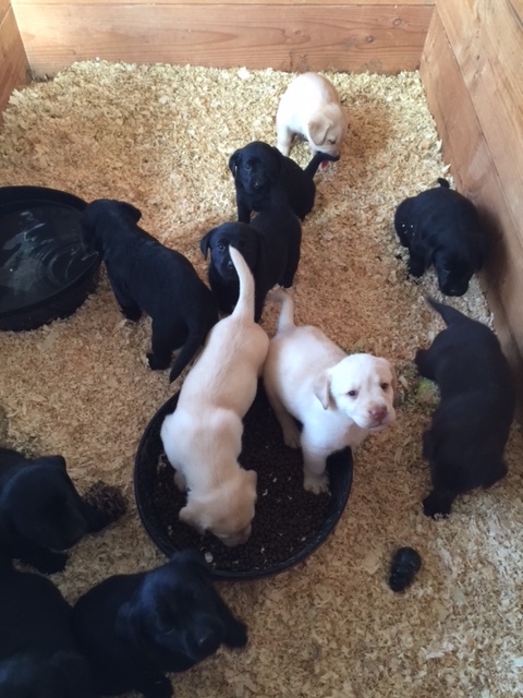 Medium Photo #1 Labrador Retriever Puppy For Sale in VISTA, CA, USA