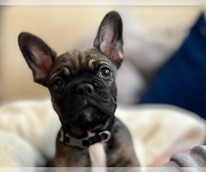 French Bulldog Litter for sale in CONYERS, GA, USA