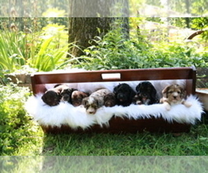 Cocker Spaniel-Poodle (Miniature) Mix Litter for sale in DUBARD, MS, USA