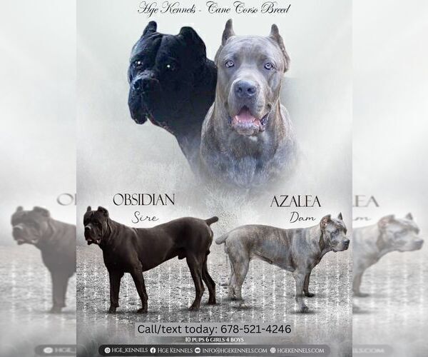 Full screen Photo #1 Cane Corso Puppy For Sale in DOUGLASVILLE, GA, USA