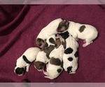 Small Photo #1 Parson Russell Terrier Puppy For Sale in BRADY, NE, USA