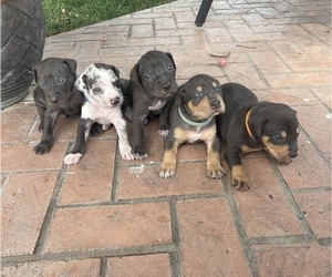 Catahoula Leopard Dog Litter for sale in GERMANTOWN, IL, USA