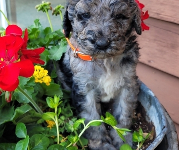 Medium Photo #1 Goldendoodle Puppy For Sale in GOSHEN, IN, USA