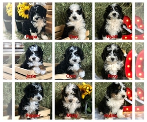 Miniature Bernedoodle Litter for sale in LEO, IN, USA