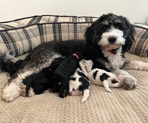 Miniature Bernedoodle-Poodle (Toy) Mix Litter for sale in TROPIC, UT, USA