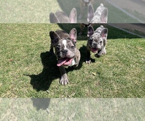 French Bulldog Litter for sale in LAS VEGAS, NV, USA