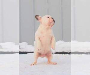 French Bulldog Litter for sale in BALDWIN HILLS, CA, USA