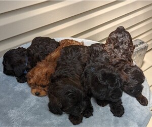 YorkiePoo Litter for sale in DUNNVILLE, KY, USA