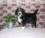 Small Photo #1 Bernedoodle Puppy For Sale in SUGARCREEK, OH, USA