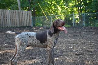 German Shorthaired Pointer Litter for sale in NORTH OLMSTED, OH, USA