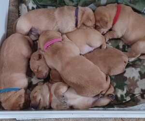 Labrador Retriever Litter for sale in MIDDLE RIVER, MD, USA
