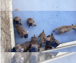 Boxer Litter for sale in BRADFORD, OH, USA