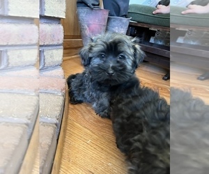 Havanese Litter for sale in FREDERICK, MD, USA