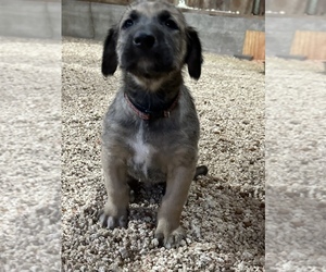 Irish Wolfhound Litter for sale in WOLCOTT, IN, USA