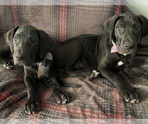 Great Dane Litter for sale in BLUE SPRINGS, MO, USA