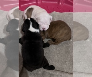 Olde English Bulldogge Litter for sale in NORTHUMBERLAND, PA, USA
