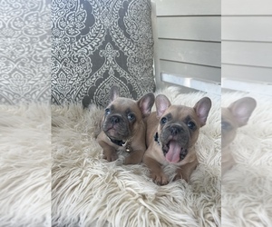 French Bulldog Litter for sale in DRY RIDGE, KY, USA