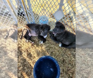 Akita-Borador Mix Litter for sale in ROY, WA, USA