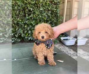 Poodle (Toy) Litter for sale in SACRAMENTO, CA, USA