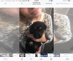 German Shepherd Dog Litter for sale in WOODBOURNE, NY, USA