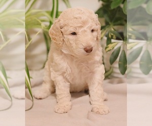 Goldendoodle Litter for sale in FARGO, ND, USA