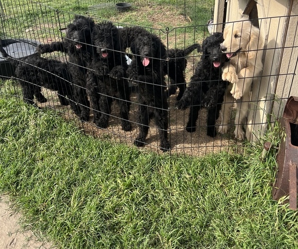 Medium Photo #1 Goldendoodle Puppy For Sale in GATESVILLE, TX, USA