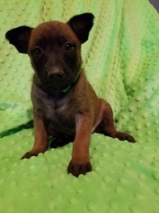 Belgian Malinois Litter for sale in BERRY, AL, USA