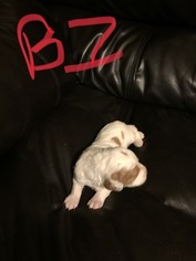 Brittany Litter for sale in FORT WORTH, TX, USA