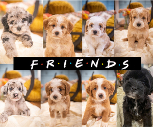 Miniature Bernedoodle Litter for sale in MADISON, TN, USA