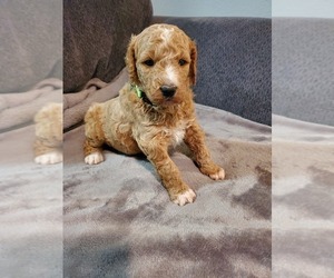Golden Mountain Doodle  Litter for sale in APPLE VALLEY, CA, USA
