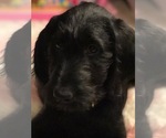 Small Photo #1 Labradoodle Puppy For Sale in ROBERTA, GA, USA