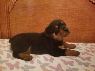 Rottweiler Litter for sale in WRIGHTWOOD, CA, USA
