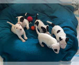 Bull Terrier Litter for sale in GLENDALE, AZ, USA