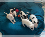 Small Photo #1 Bull Terrier Puppy For Sale in GLENDALE, AZ, USA