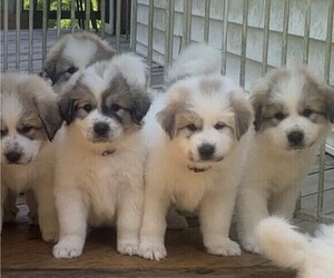 Great Pyrenees Litter for sale in MOUNT AIRY, NC, USA
