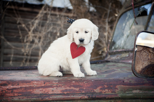 Medium Photo #1 Golden Retriever Puppy For Sale in EDEN, UT, USA