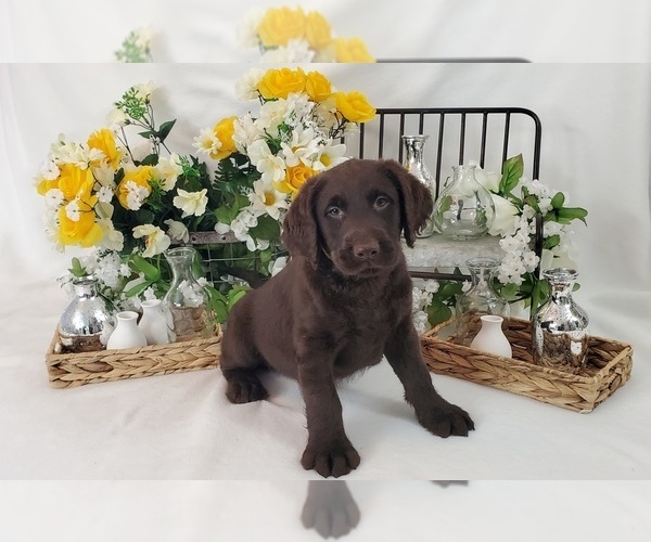 Medium Photo #1 Miniature Labradoodle Puppy For Sale in COLLEGE STA, TX, USA
