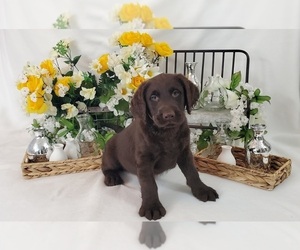 Medium Miniature Labradoodle