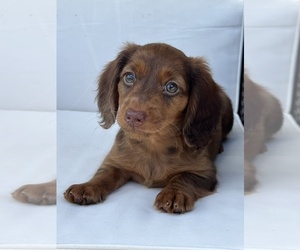 Dachshund Litter for sale in BEECH GROVE, IN, USA