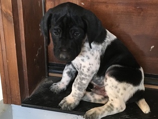 German Shorthaired Pointer Litter for sale in CASTLE ROCK, CO, USA