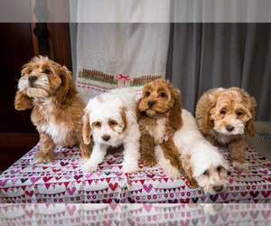 Cockapoo Litter for sale in WAKARUSA, IN, USA