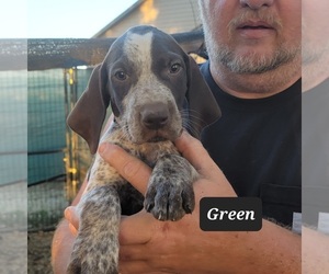 German Shorthaired Pointer Litter for sale in BERESFORD, SD, USA
