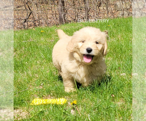 Goldendoodle Litter for sale in MILFORD, MI, USA