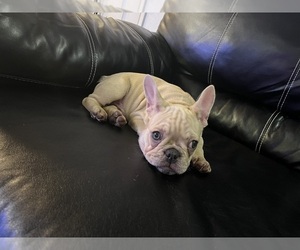 French Bulldog Litter for sale in TORRANCE, CA, USA
