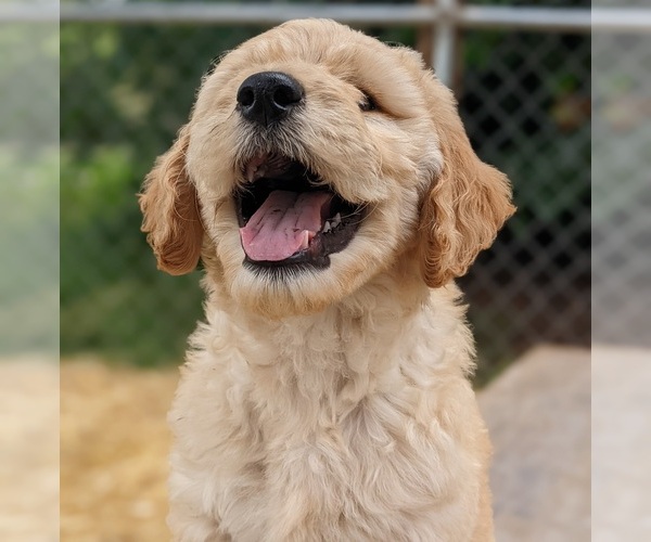 Medium Photo #1 Goldendoodle Puppy For Sale in LONG BEACH, WA, USA