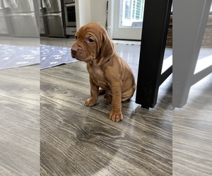 Vizsla Litter for sale in CANBY, OR, USA
